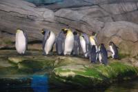 Imagine atasata: Zoo Berlin 0549.JPG
